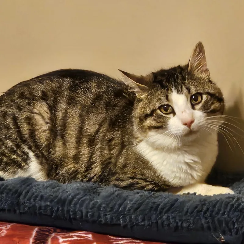 A young medium-sized male Brown / Chocolate Domestic Short Hair cat named Jovi for adoption in Winchester, VA