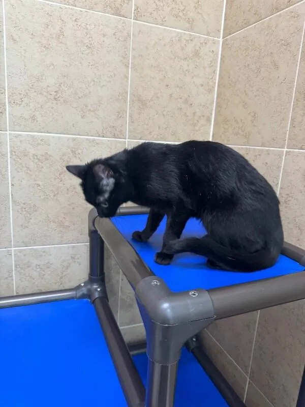 An adult medium-sized female Black Domestic Short Hair cat named Precious for adoption in Hobbs, NM