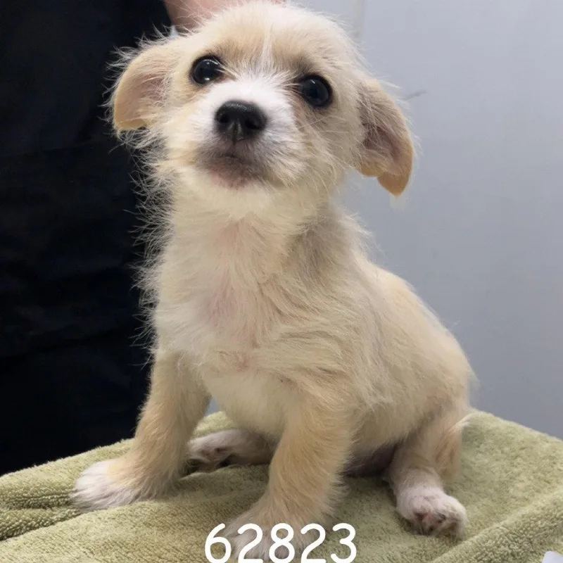 A baby small-sized female Terrier dog named Zinna for adoption in Chico, CA