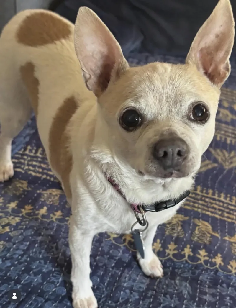 Tater Tot thumbnail 2