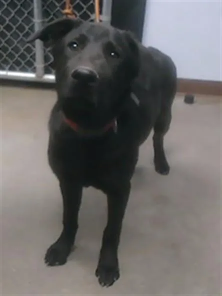 A young large-sized male Labrador Retriever dog named Fudge for adoption in Phoenix, AZ
