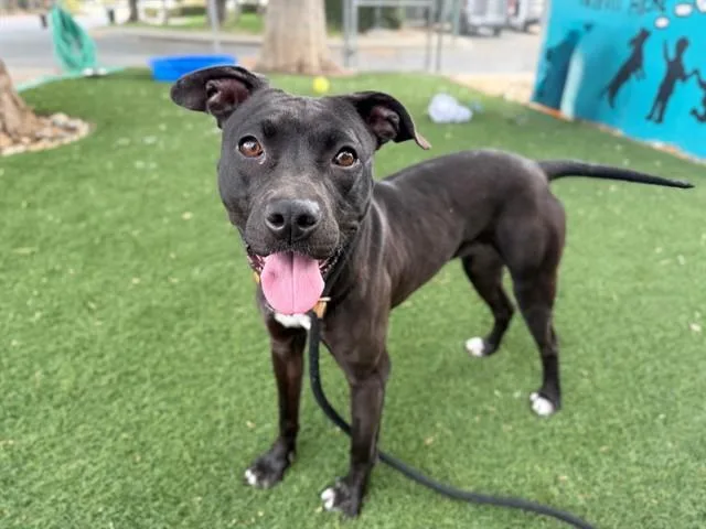 A young medium-sized female Pit Bull Terrier dog named Tulip for adoption in Antioch, CA