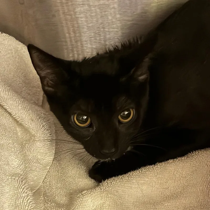 A baby medium-sized female Black Domestic Short Hair cat named JasmineFPAC for adoption in Oak Park, IL