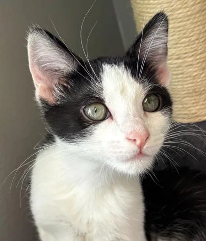 A baby small-sized female Domestic Short Hair cat named Chelsea for adoption in Cumming, GA