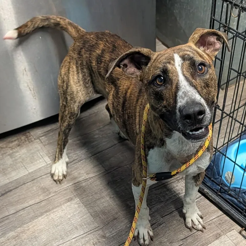 An adult medium-sized male Pit Bull Terrier dog named Rubble for adoption in Jefferson city, TN