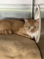 An adult medium-sized female Tabby (Orange / Red) Domestic Short Hair cat named Leonora for adoption in Manitowoc, WI