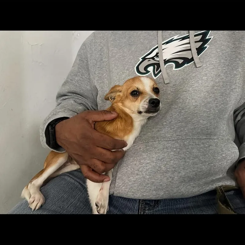 A baby small-sized male Chihuahua dog named Dawkins. for adoption in Philadelphia, PA