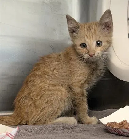 A baby small-sized female Orange / Red Domestic Short Hair cat named 61102393 for adoption in El Paso, TX
