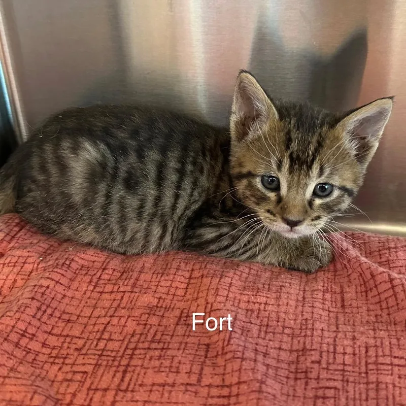 Fort thumbnail 2