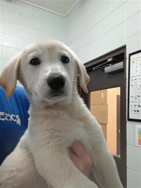 A baby small-sized female Labrador Retriever dog named Alaska for adoption in Corpus Christi, TX