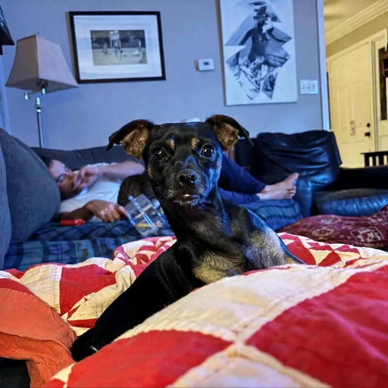 A young small-sized female Chihuahua dog named Penelope for adoption in Birmingham, AL