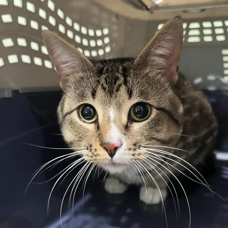 An adult large-sized male Brown / Chocolate Domestic Short Hair cat named Flash! for adoption in Oak Park, IL