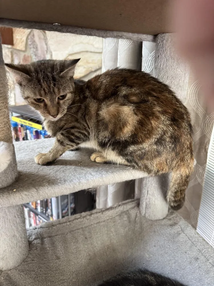 A young medium-sized female Domestic Short Hair cat named Rhea for adoption in Deland, FL