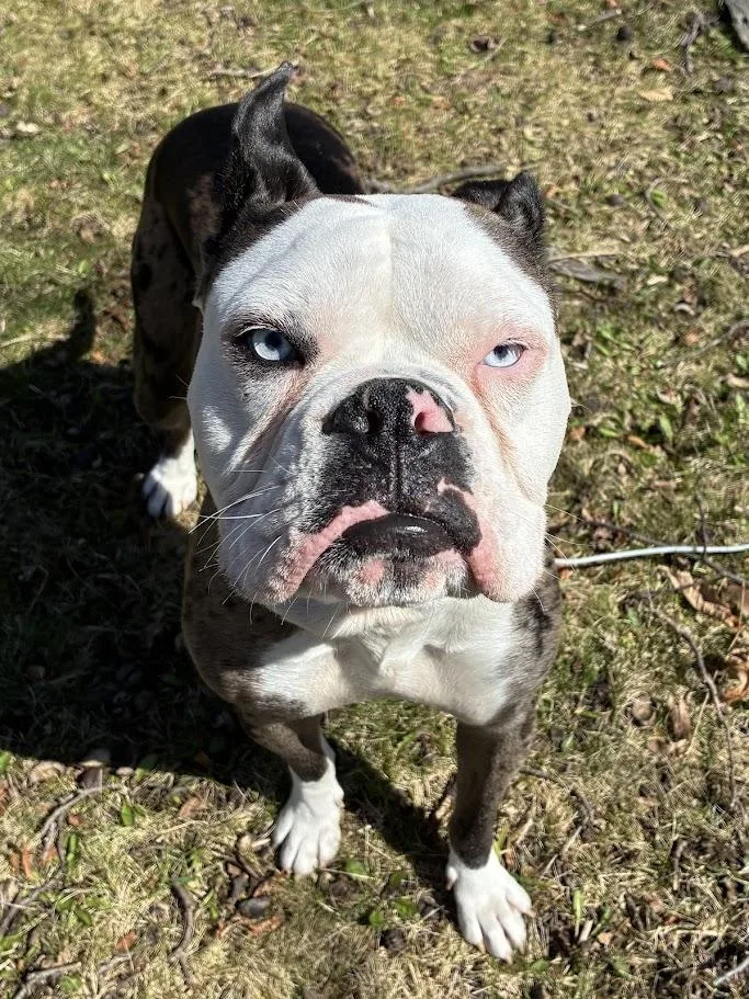 An adult medium-sized male Boxer dog named Odd Thomas for adoption in Racine, WI