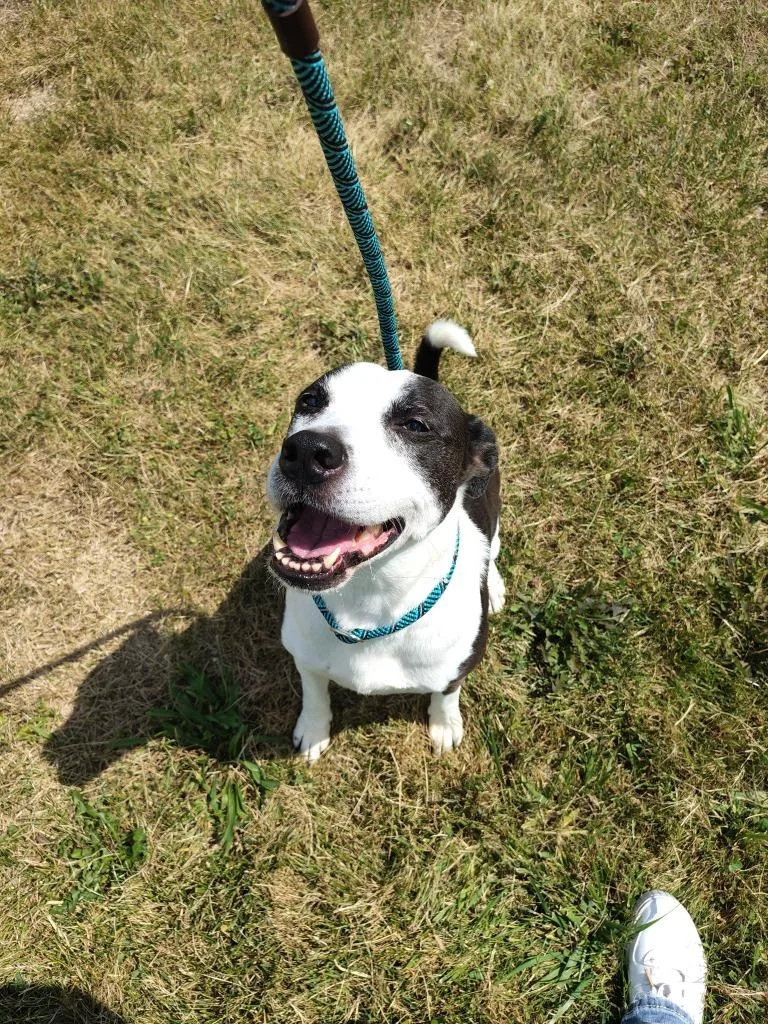 An adult large-sized female Pit Bull Terrier dog named Lovey for adoption in Fremont, OH