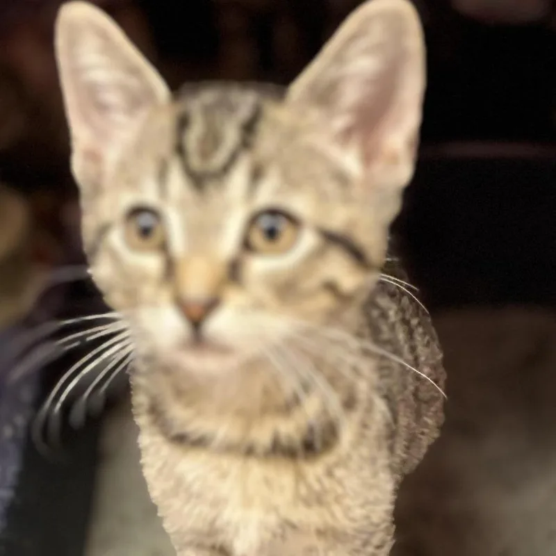 A baby small-sized male Brown / Chocolate Domestic Short Hair cat named T Rex for adoption in South Elgin, IL