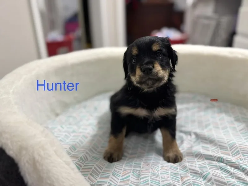 Clifton  Hunter thumbnail 2