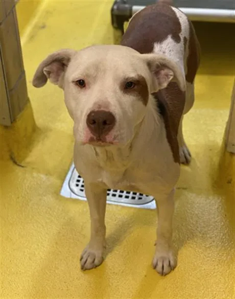 An adult medium-sized male Mixed Breed dog named Pork Chop for adoption in Dallas, TX