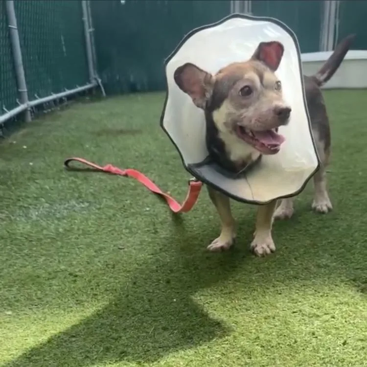 An adult medium-sized female Apricot / Beige Mixed Breed dog named Knicks for adoption in Jersey City, NJ