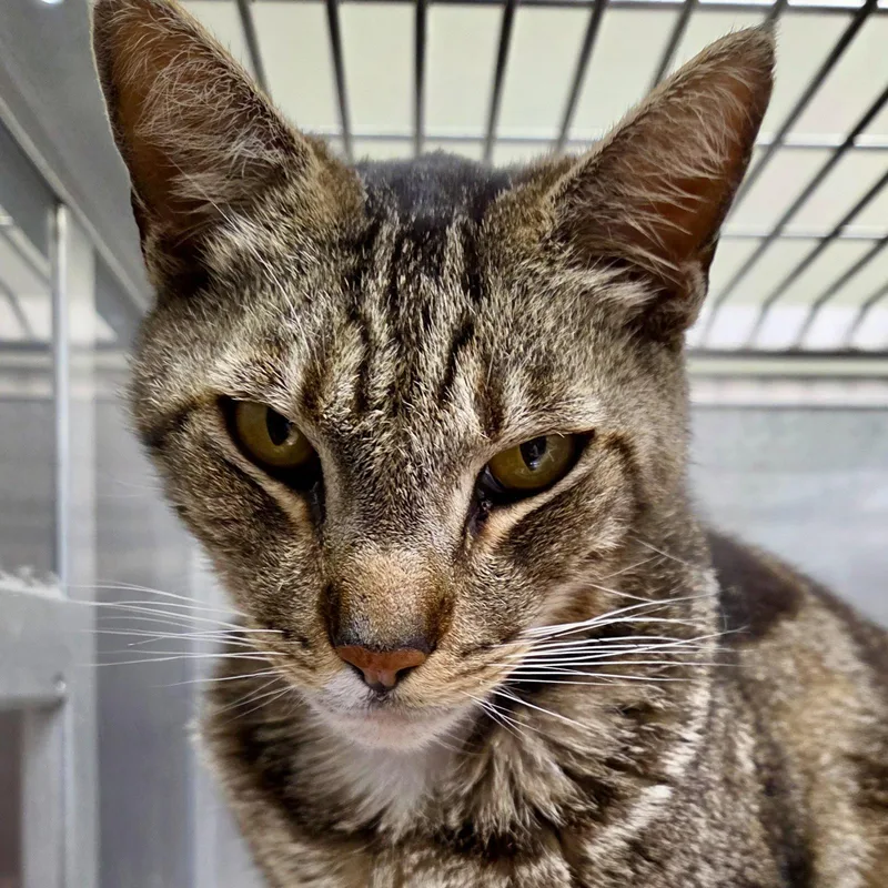 A senior large-sized male Brown / Chocolate Domestic Short Hair cat named Uncle Junior for adoption in Oakland, CA