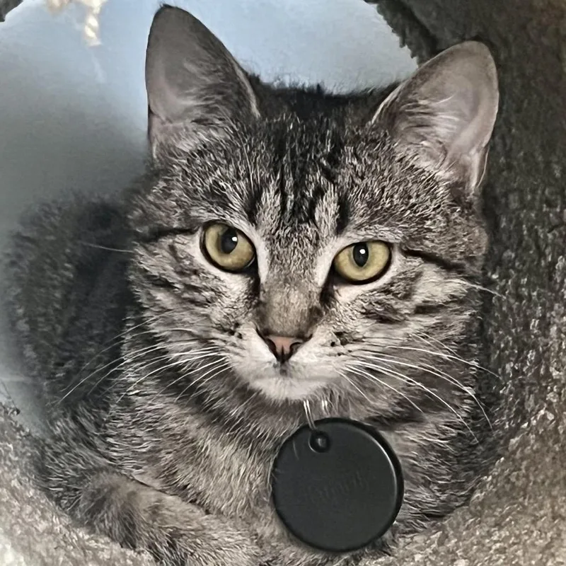 A baby small-sized female Brown / Chocolate Domestic Short Hair cat named Allie for adoption in Frederick, MD