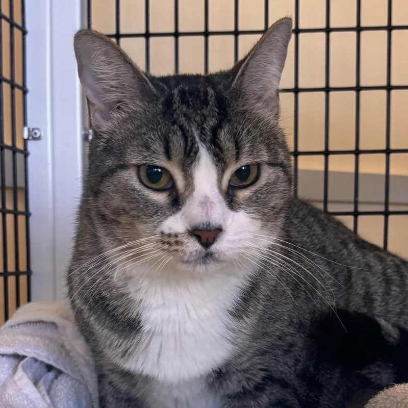 An adult medium-sized female Domestic Short Hair cat named Helen for adoption in Burlingame, CA