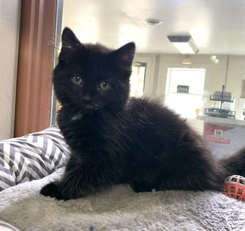 A baby medium-sized female Tortoiseshell Domestic Medium Hair cat named Chai for adoption in Massena, NY