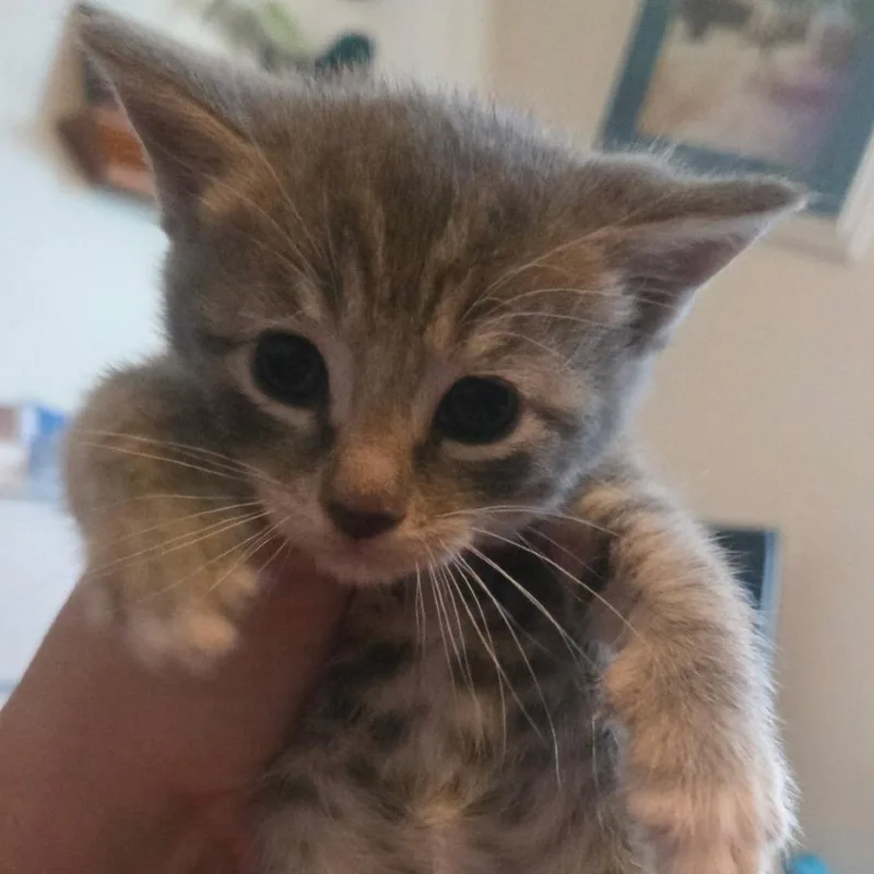 A baby small-sized female Gray / Blue / Silver American Shorthair cat named Misty for adoption in Calimesa, CA