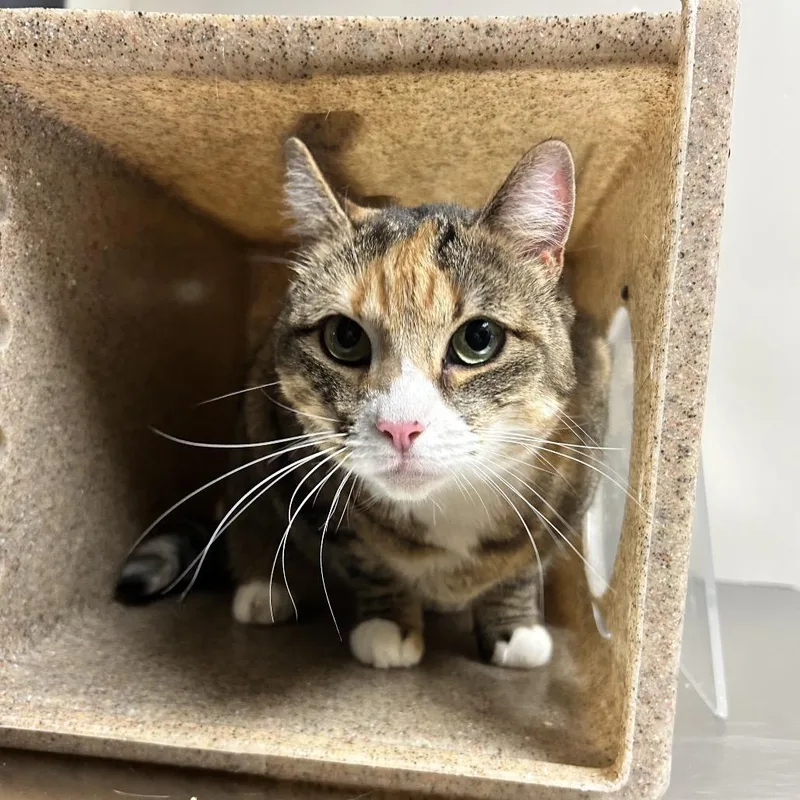 An adult large-sized female Brown / Chocolate Domestic Short Hair cat named Kiki for adoption in Reno, NV