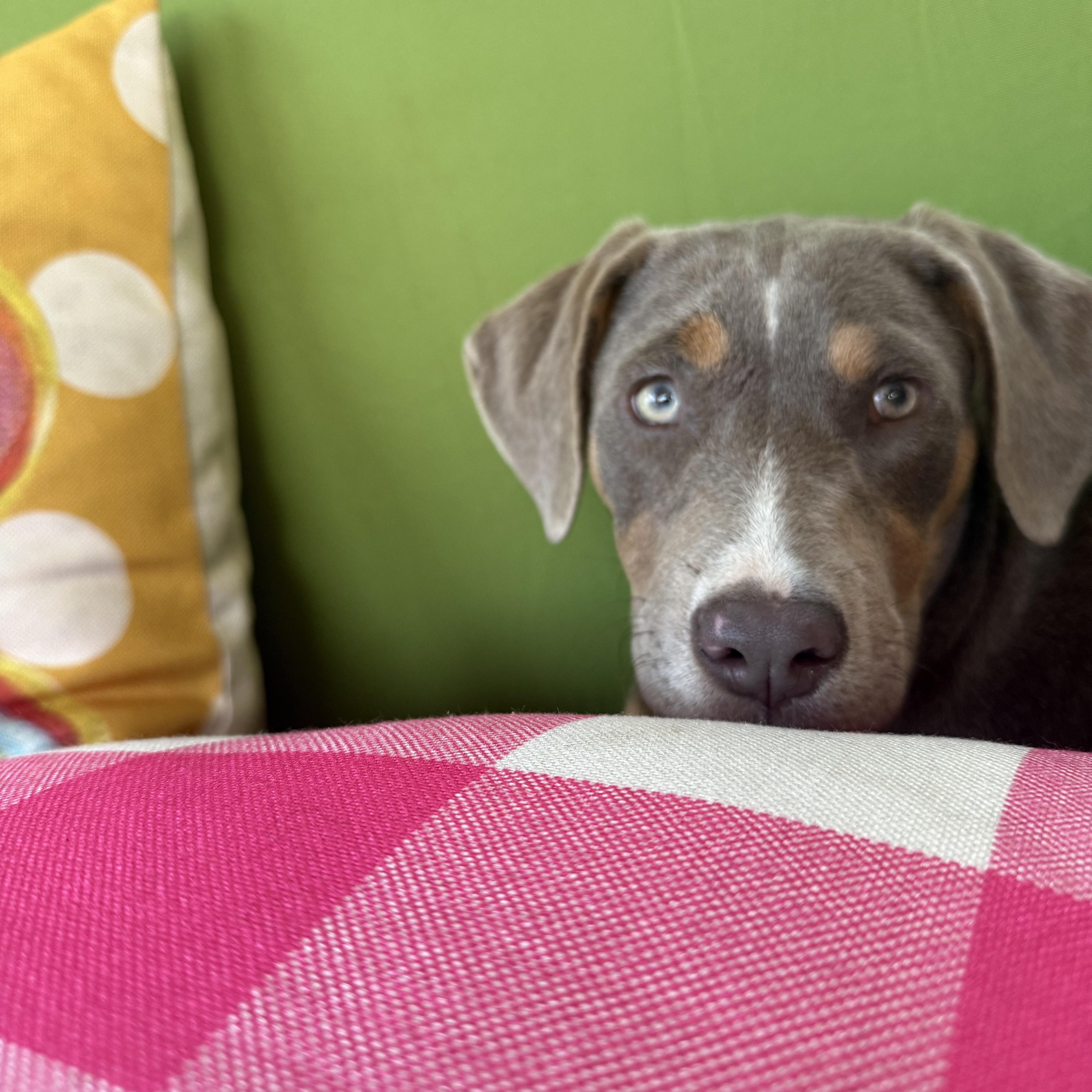 A young medium-sized female Brown / Chocolate Terrier dog named Bonnie for adoption in Tyler, TX