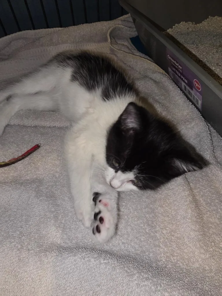 A baby medium-sized female Domestic Medium Hair cat named Maple for adoption in South Bend, IN