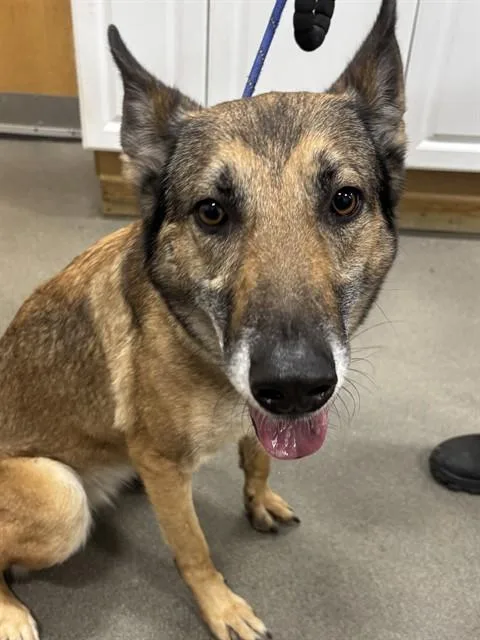 An adult large-sized male Belgian Shepherd / Malinois dog named Ocean for adoption in Upper Marlboro, MD