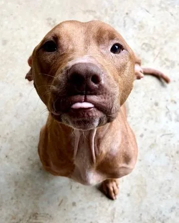 A young large-sized male Apricot / Beige American Staffordshire Terrier dog named Stanley for adoption in Covington, LA