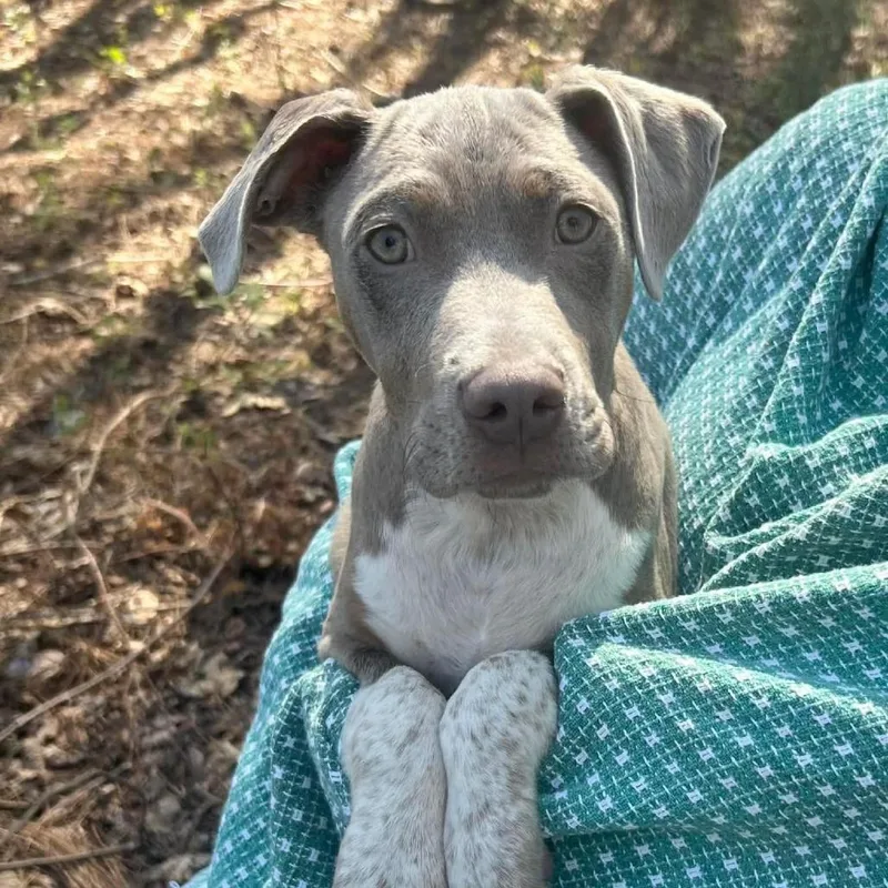 Limerick thumbnail 2