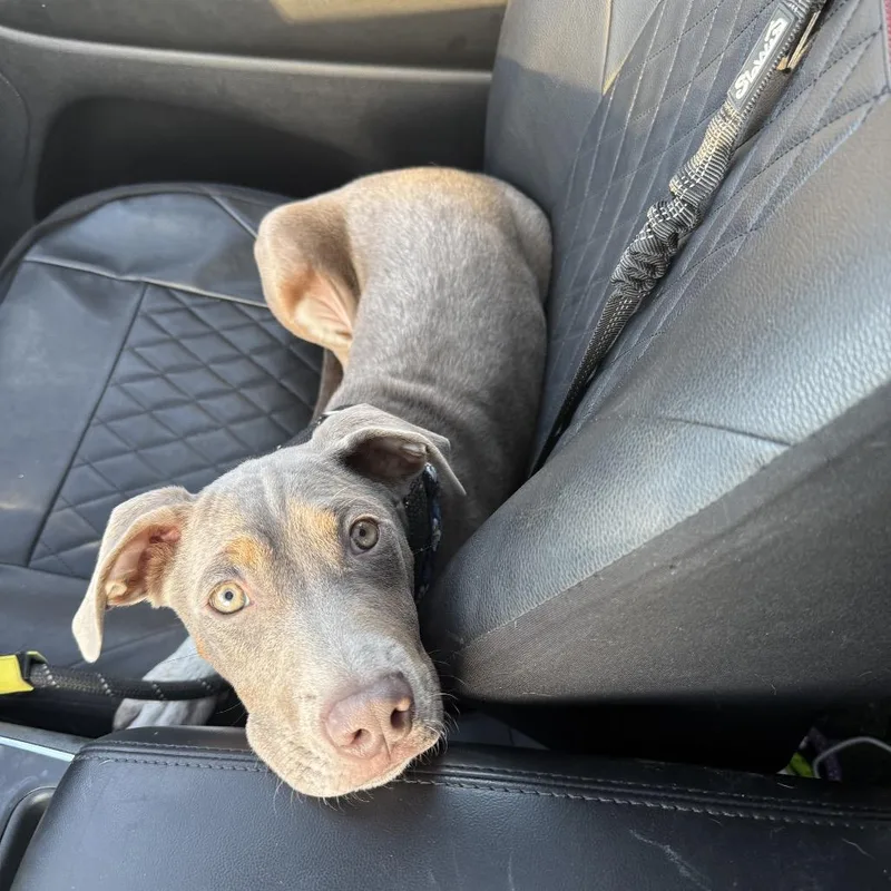 Limerick thumbnail 3