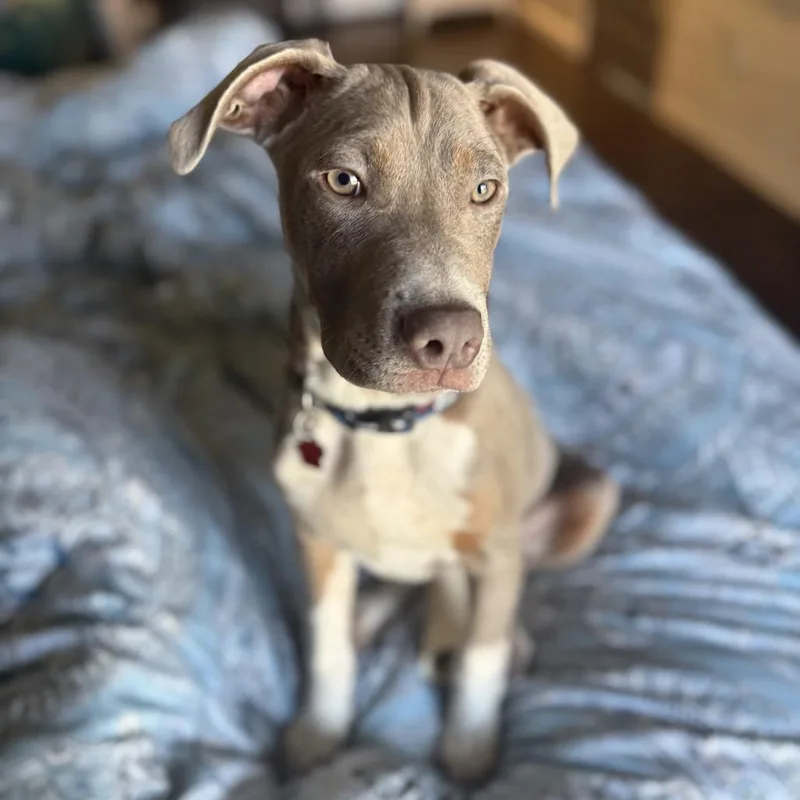 Limerick thumbnail 4