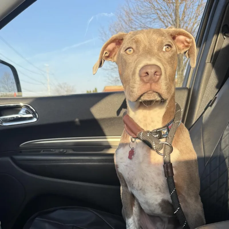 Limerick thumbnail 5