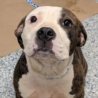 A young medium-sized female Brown / Chocolate Mixed Breed dog named Anita for adoption in Greenville, SC