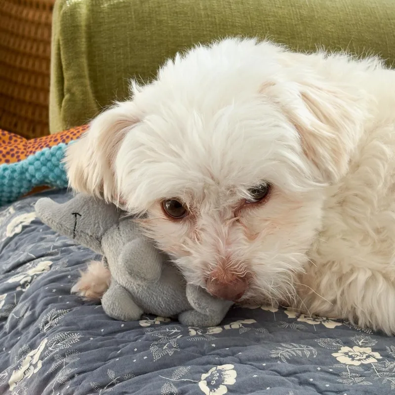Cooper thumbnail 2