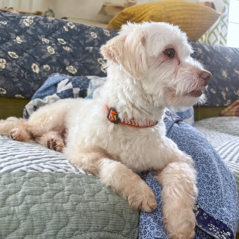 Cooper thumbnail 3