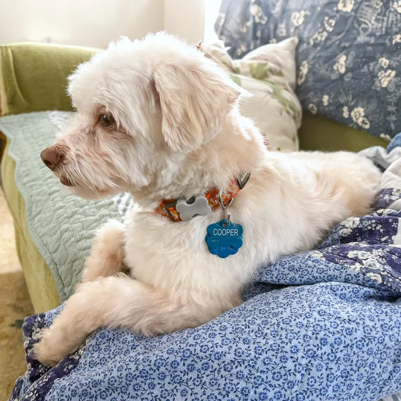 Cooper thumbnail 4