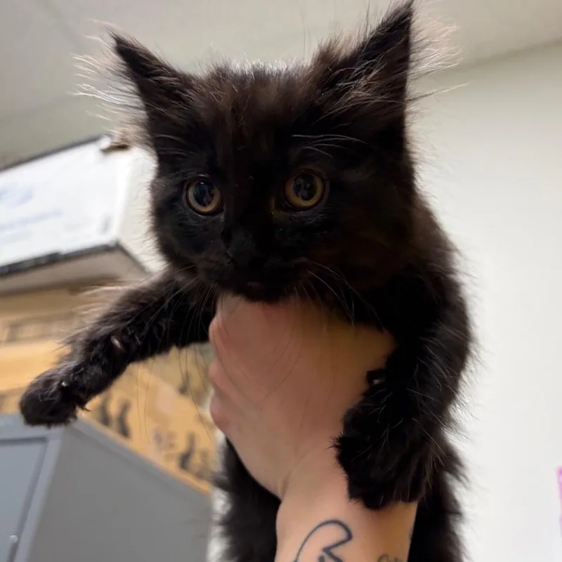 A baby small-sized female Black Domestic Medium Hair cat named Vise for adoption in Keizer, OR