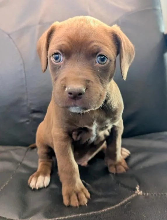 A baby medium-sized male Labrador Retriever dog named Bryan for adoption in Hartsville, SC