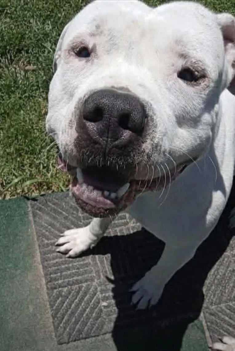 A young large-sized male Staffordshire Bull Terrier dog named Mickey for adoption in Kankakee, IL
