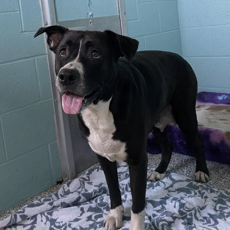 An adult large-sized female Black Mixed Breed dog named Checkers for adoption in Port Charlotte, FL