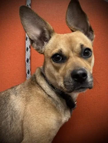 A young medium-sized female Mixed Breed dog named Gidget for adoption in Los Angeles, CA