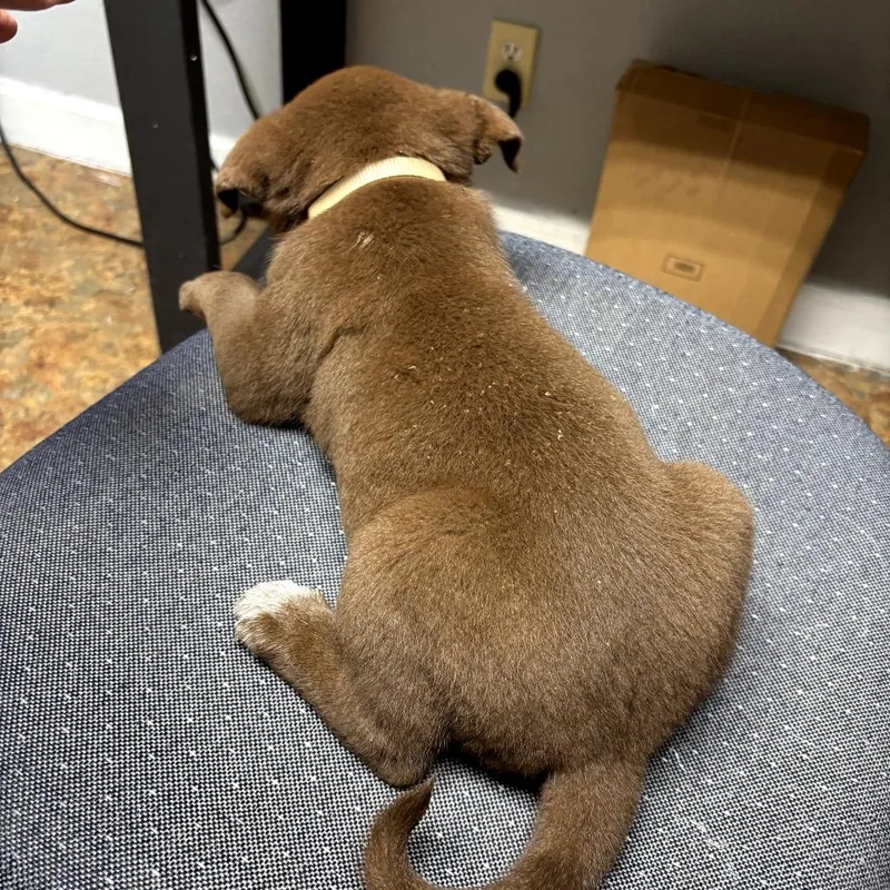 A baby medium-sized female Brown / Chocolate Labrador Retriever dog named Glory for adoption in Mount Pleasant, TX