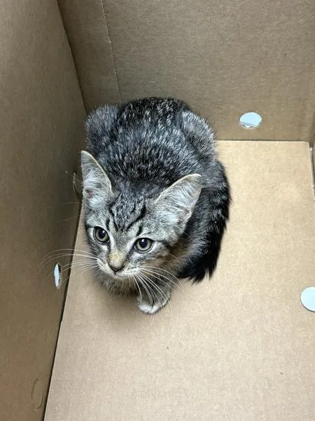 A baby small-sized female Domestic Short Hair cat named Pen  Maisie for adoption in Lawrenceville, GA