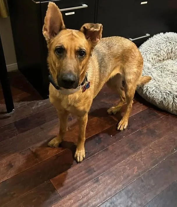 A young medium-sized female Shepherd dog named Chanel for adoption in Las Vegas, NV