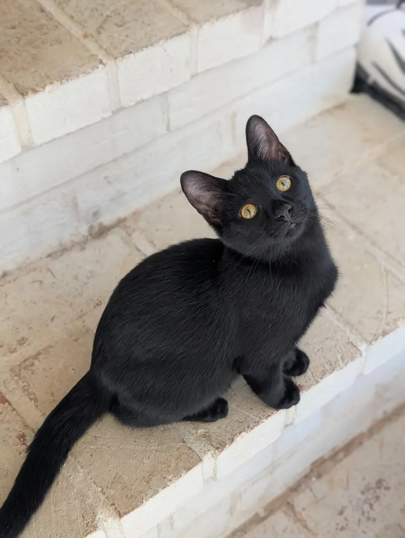 A baby medium-sized female Black Domestic Short Hair cat named Rebel for adoption in Murfreesboro, TN